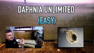 How I Raise Daphnia Water Fleas And You Can Too [upl. by Almita861]