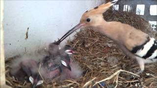 Hoopoe Nest HD V1  Part 1 of 2 [upl. by Reffotsirk]