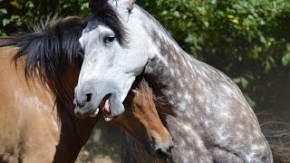 Beautiful Natural Stallion amp Mare Courtship Dance [upl. by Narod]