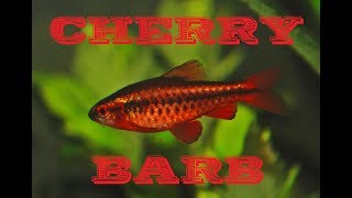 Cherry barb Puntius titteya  species profile [upl. by Olfe]