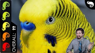 Budgie Parakeet The Best Pet Reptile [upl. by Florida786]