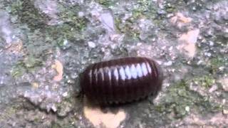 Giant Rollie Pollie  Thailand Updated Video Available [upl. by Natalee]