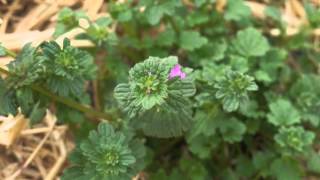 Plant portrait  Henbit Lamium amplexicaule [upl. by Voccola890]