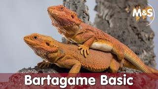 Bartagame Basic  Pogona vitticeps  Reptil TV [upl. by Neelyak966]