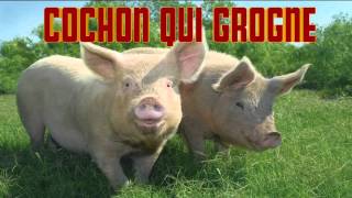 COCHON qui GROGNE CRI du COCHON  Verso del maiale  PIG sound [upl. by Asset511]