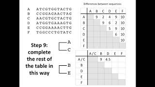 Creating a Phylogenetic Tree [upl. by Ordisi]