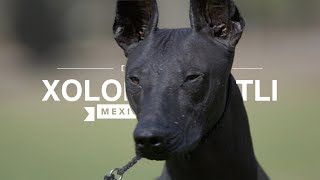 ALL ABOUT XOLOITZCUINTLI THE MEXICAN HAIRLESS DOG [upl. by Havener]