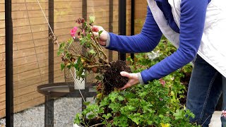 Jak przezimować pelargonie Jak przygotować pelargonie do zimy [upl. by Roma]