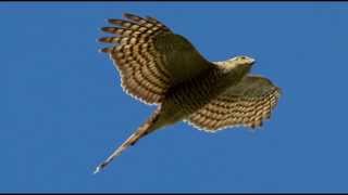 Sparrowhawk Bird Call Bird Song [upl. by Kentigerma]