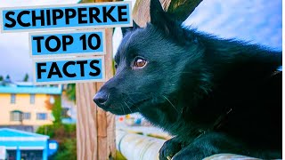 Schipperke  TOP 10 Interesting Facts [upl. by Bessy]