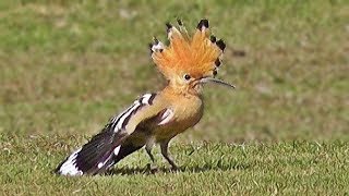 Hoopoe Bird [upl. by Ellehsem825]