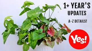 SyngoniumArrowhead Plant CARE 101  BEST Soil Mix Fertilizer Light amp Water Requirements [upl. by Gitel339]