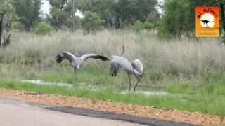 Funny dancing birds Brolgas dancing in outback Western Australia [upl. by Anihpled]