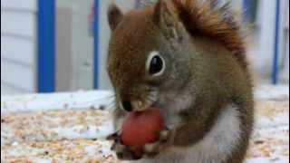 Funny Squirrel Eating A Nut [upl. by Atteram]