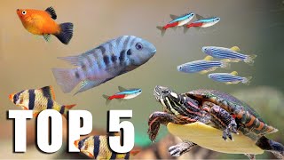 TOP 5 FISH for TURTLE TANKMATES [upl. by Zarger]