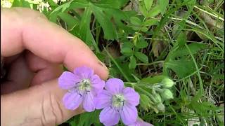 MyNature Apps Identifying Wild Geranium Geranium maculatum [upl. by Siberson828]