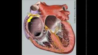 Vagus Nerve Hack  Valsalva Maneuver [upl. by Yeclehc147]