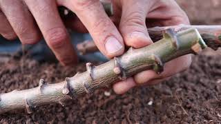 How I Plant Cassava Beds [upl. by Ehcar]