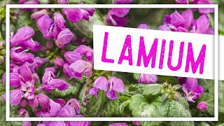 Lamium Plant of the Week [upl. by Schell142]