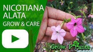 Nicotiana alata  grow amp care Jasmine tobacco [upl. by Philemol706]