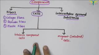 Connective Tissue  Basic Histology [upl. by Lyrrehs]