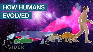 Incredible Animation Shows How Humans Evolved From Early Life [upl. by Ihana]