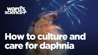 Caring and Culturing for Daphnia [upl. by Feilak219]