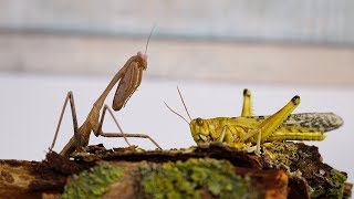 Lebendfütterung der Mantiden  Gottesanbeterin VS Riesen Wüstenheuschrecke [upl. by Adam492]