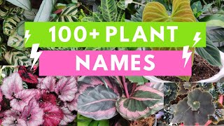 Plant Names and Pictures Plant Identification [upl. by Novla]