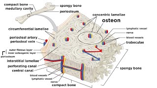 Bones Structure and Types [upl. by Malchus611]