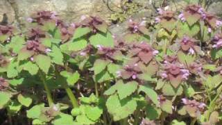 Flower Gardening Tips  How to Grow Dead Nettle Lamium [upl. by Kurland]