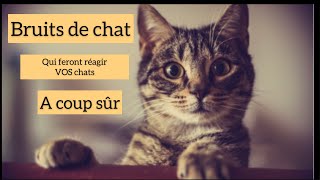 Bruits de chat pour faire réagir les votres [upl. by Bowlds]