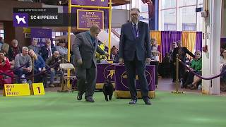 Schipperkes  Breed Judging 2019 [upl. by Glaser464]