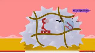 Fibrinolytics Pharmacology [upl. by Wiltshire697]