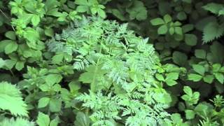 Poisonous Plants 121 Conium maculatum poison hemlock [upl. by Zita]