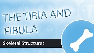 Skeletal Structures Tibia and Fibula [upl. by Odnama]