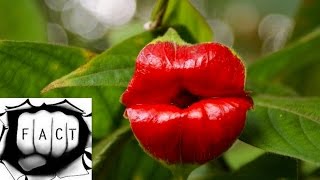 Top 10 Most Beautiful But Strange Flowers [upl. by Gadmon]