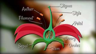 Flower Dissection  Reproduction in flowering plants [upl. by Ater675]