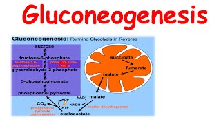 Gluconeogenesis [upl. by Burgess640]