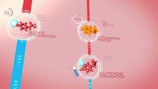 Acetaminophen Metabolism in the Liver [upl. by Moria311]