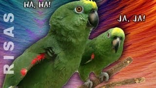 Loros que hablan cantan se rien y bromean  Amazing parrots with a great sense of humor [upl. by Methuselah]