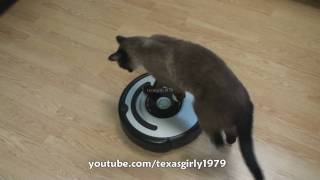 Cat shows HOW TO use iRobot Roomba Vacuum [upl. by Nathanil162]