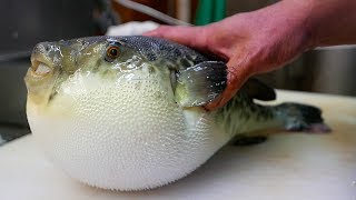 Japanese Street Food  LIVE FUGU PUFFERFISH Puffer Fish Japan [upl. by Egor485]