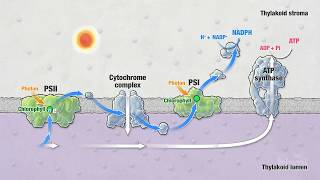 Photosynthesis Part 5 Light Reactions  HHMI BioInteractive Video [upl. by Enyleuqcaj]