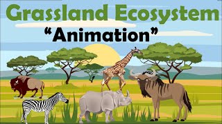 GRASSLAND ECOSYSTEM  Animation [upl. by Dihgirb131]