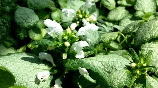 Best Perennials  Lamium White Nancy Dead Nettle [upl. by Trudie]