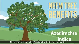 Neem tree benefits Azadirachta indica [upl. by Yssac]