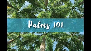 Palms 101 Part 1 [upl. by Ollie]