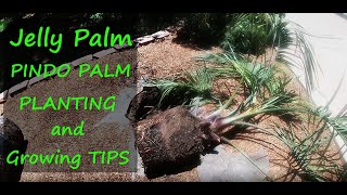 Planting a Jelly Palm  Pindo Palm  Butia Capitata [upl. by Ahtamat]