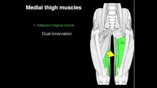 Medial compartment thigh muscles [upl. by Stelmach]